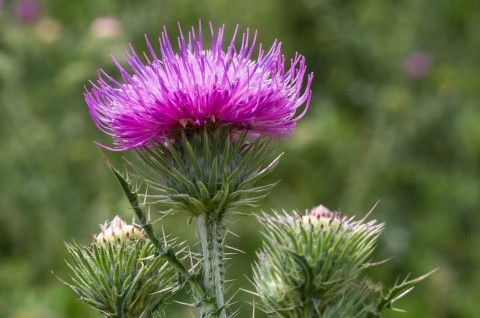 NC500 Road Trip - Self Drive Tour