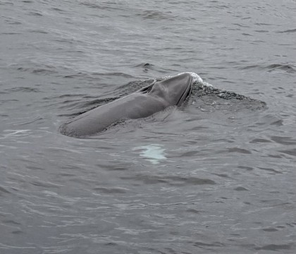Tiree Wildlife & Island Expeditions