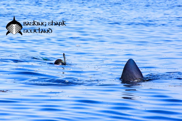 Basking Shark Tours | VisitScotland