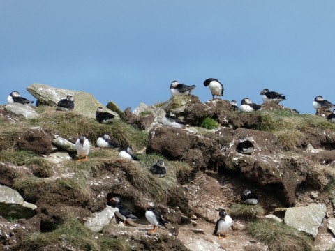 NEW - The Ultimate Puffin Experience
