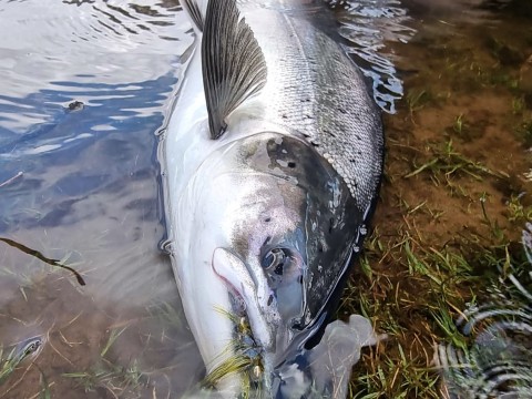 River Spey Guided Salmon Fishing