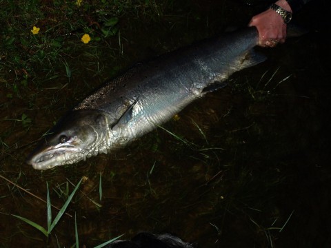 Guided Salmon Fishing in Scotland