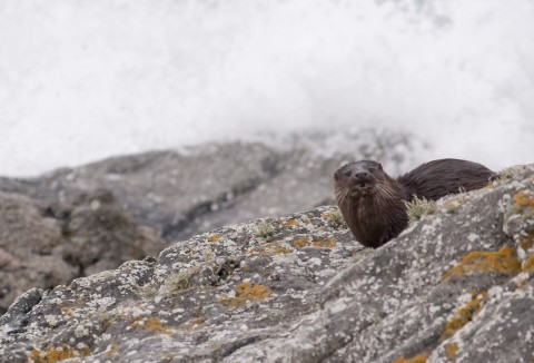 Experience Tiree & Otter Watching