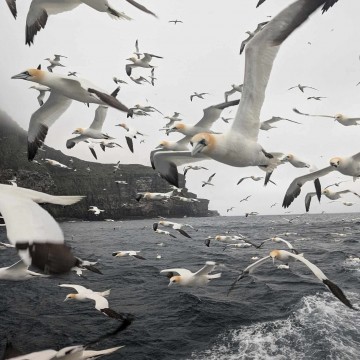 The Original No.1 Noss Boat Shetland - Daily Unrivalled...