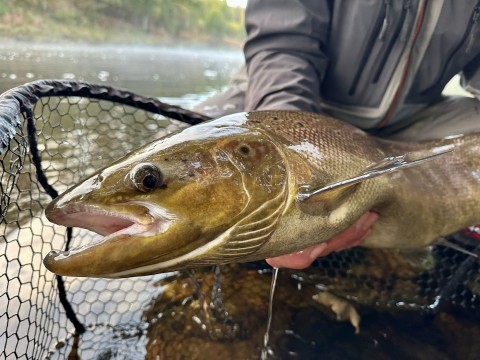 River Tay Guided Salmon Fishing
