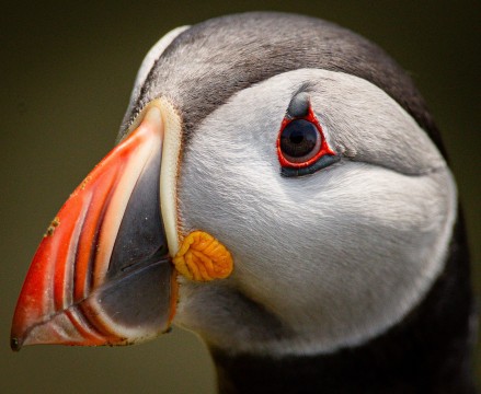 Hoy Wildlife Cruise