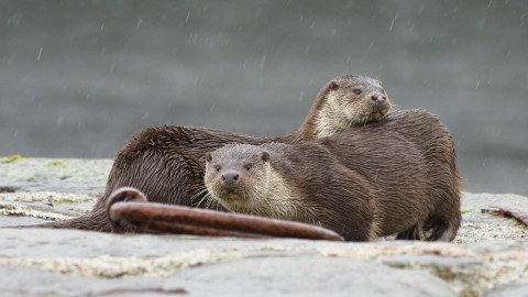 Wild Scotland Conservation Cruise