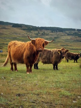 Inspiring Highlands: The 1-Day Scotland Tour