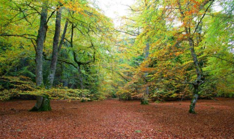 Full-Day Guided Walk In 'Our Back Yard', Inverness