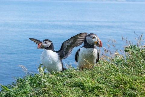 6 Day Skye, Mull, Puffin Island Hopper