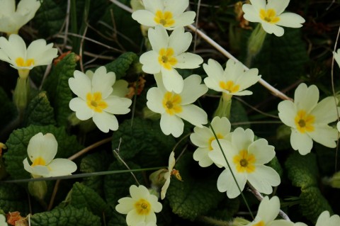 Flotta: A Hidden Gem