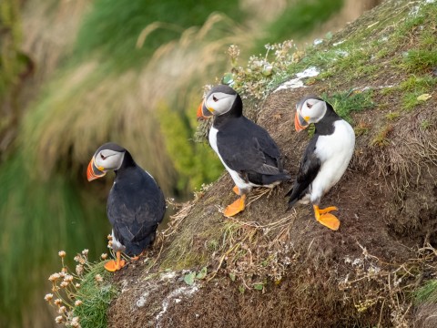 Orkney Islands 6-day tour: wildlife, Vikings and ancien...