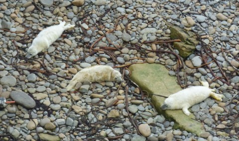 Seal Pup Walk