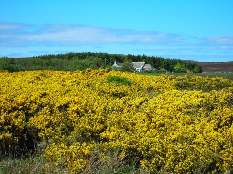 Thurso to Tongue