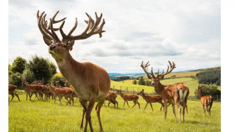 Thainstone & Tullynessle - Farming Life & Highland Esta...