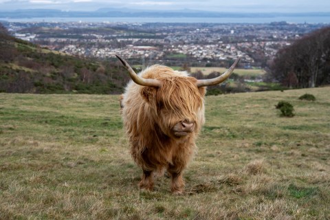 Highland Cow Hike in Edinburgh