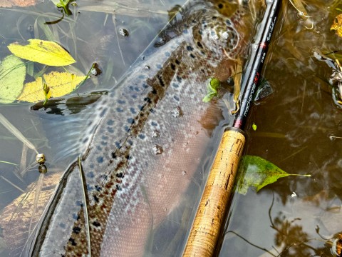 River Earn Salmon Fishing