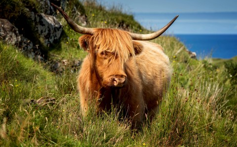 Ullapool Shore Excursion - Highland Cows and Scenic Hig...