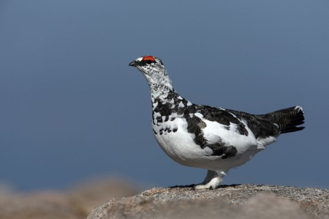 Highlights of the Highlands - Wildlife & Culture